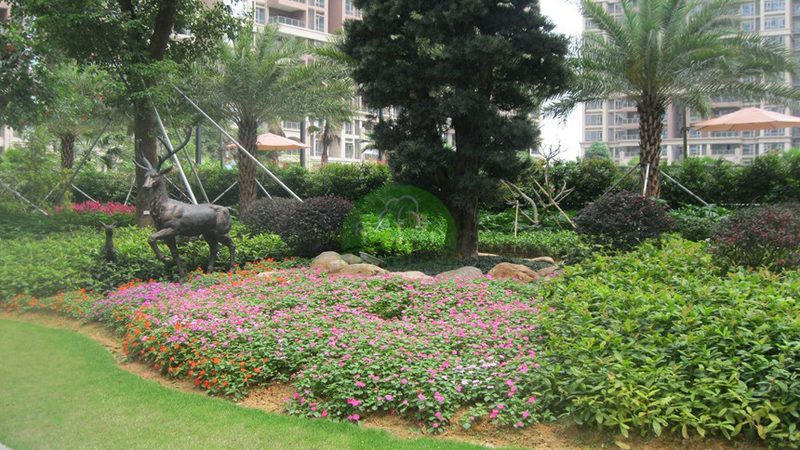 大王椰子种植土壤要求解析**